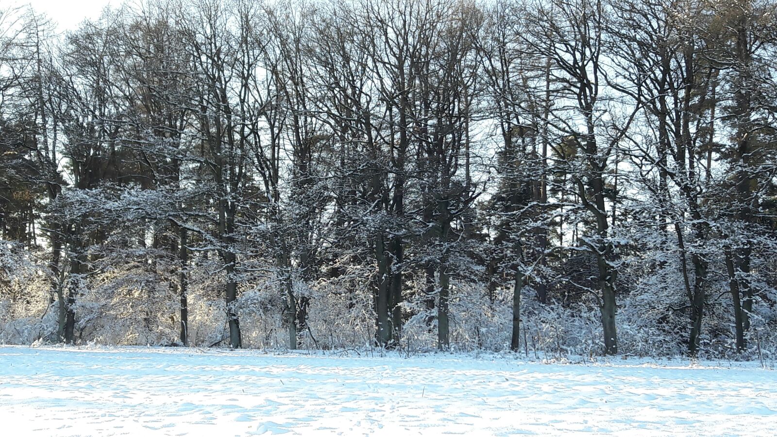 Bild zeigt einen Wald im Winter in Pettendorf (2)