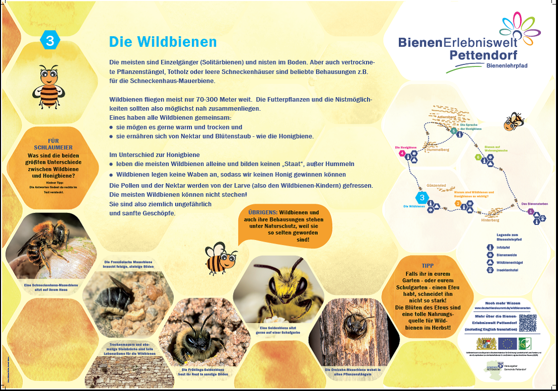 Beschreibung zur Wildbiene und der Unterschied zu Honigbienen wird erklärt.