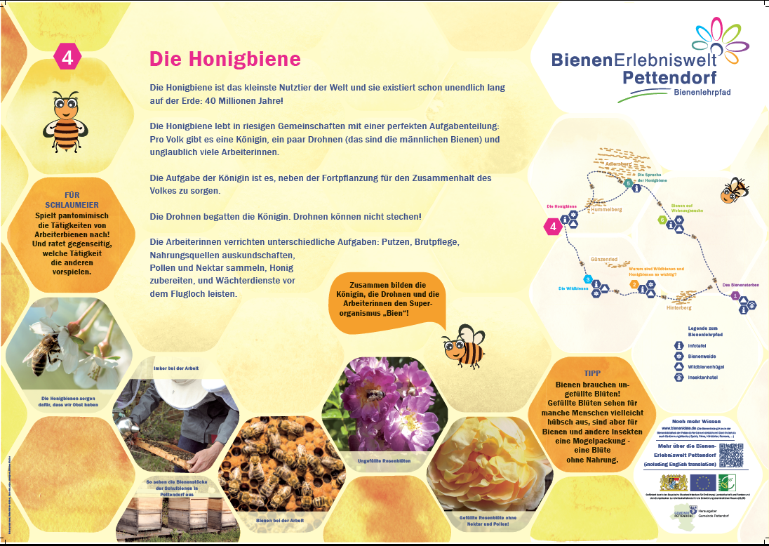 Beschreibung der Honigbiene